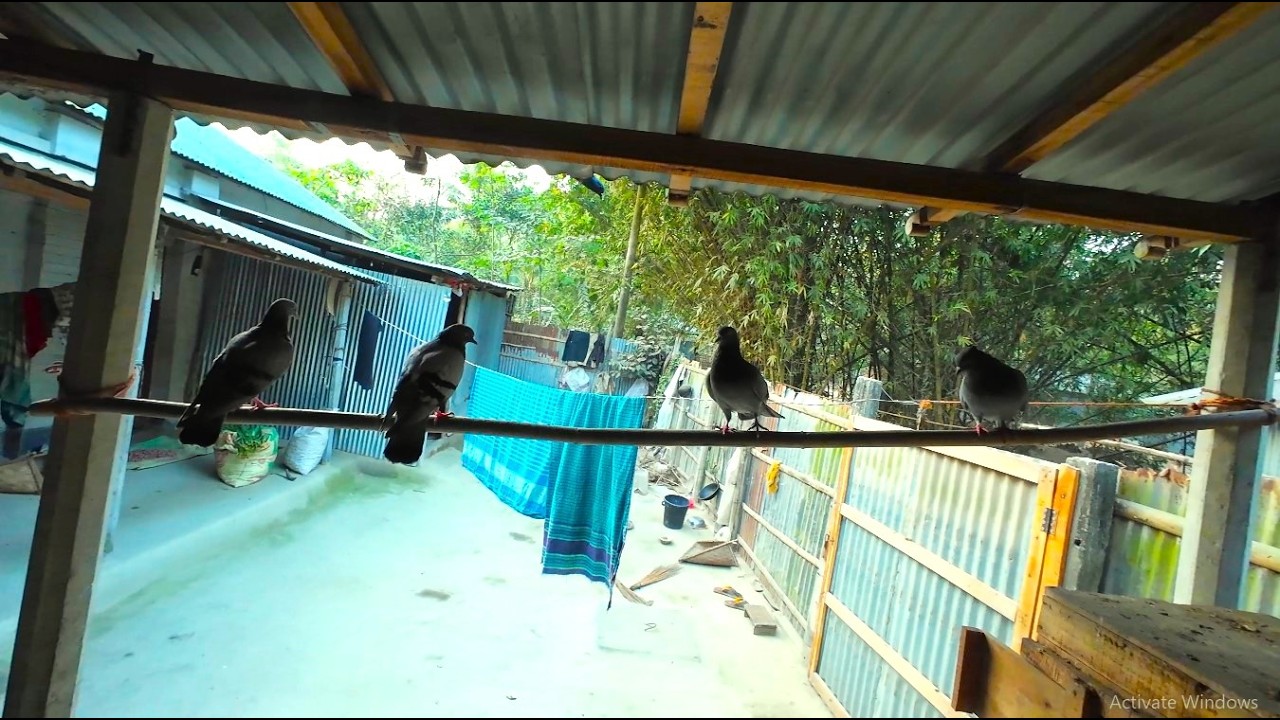 কবুতই যেন আমাদের বাড়ির সৌন্দর্য || Dibanishi Protidin