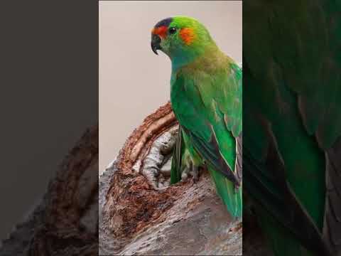 Purple-crowned Lorikeets