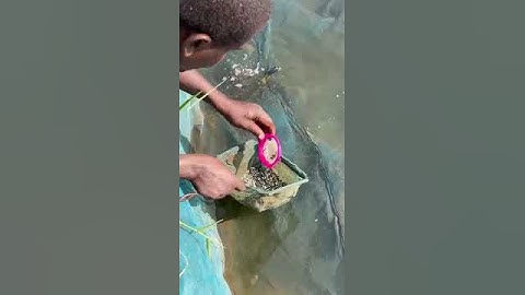 Volumetric counting using sieve #fishing #aquaculture #fish