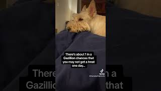 Scottish Terrier doesn’t like the odds of a notreat day