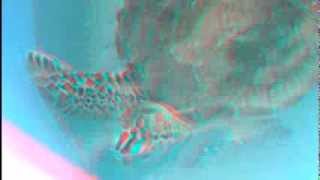 Sea Turtles in 3D Glasses Needed, The Turtle Hospital