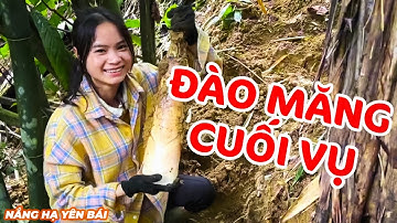 Đào Măng Cuối Vụ Gặp Ngay Những Ngọn Măng Siêu Phẩm Độc Lạ  | Nắng Hạ Yên Bái