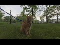 3D 180 VR Cat in the park 0602-2