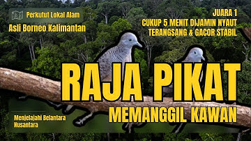 PANCINGAN PERKUTUT ANTI GAGAL DIJAMIN 100% PASTI NYAUT