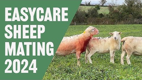 EasyCare Sheep: Mating 2024