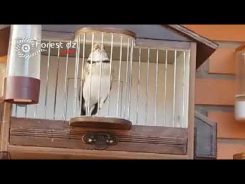 طائر القوبع يغرد حسون لغة روعة نعم إنهم الإسبان يا خويا يا خويا