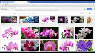 Download all images from any webpage in a single click at once screenshot 3