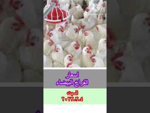 سعر الفراخ البيضاء اليوم السبت ٤ ٣ ٢٠٢٣ اشترك بل قناة وفعلو الجرس ليصلكم كل جديد اسعار