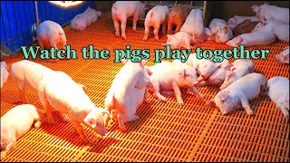 Watch the pigs play together. | Video 26 | Cute little piglets