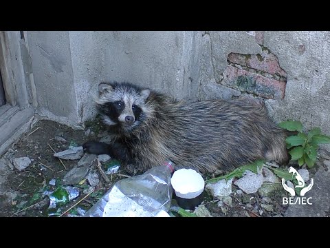 Видео: Спасение енотовидной собаки из городской ловушки