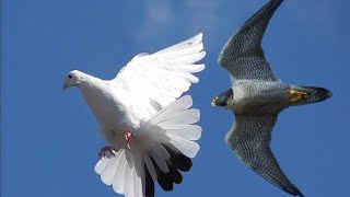 Сокол САПСАН атакует Голубя/Falcon Peregrine attacks pigeons