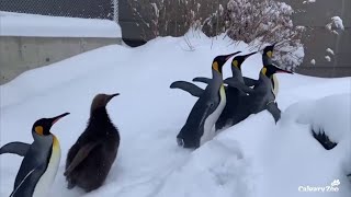 Penguins Enjoy Snow Day at Calgary Zoo