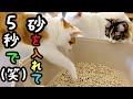 猫トイレを新しくしたら面白すぎました 視聴者さんプレゼントありがとう
