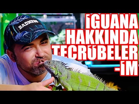 Iguana Alanlar -