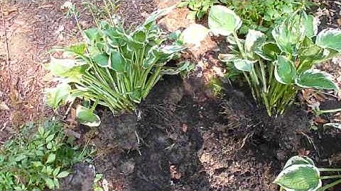 How to Divide Hostas