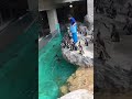 長崎 Nagasaki penguin aquarium 長崎ペンギン水族館 2018 の動画、YouTube動画。