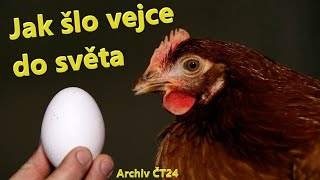 Jak šlo vejce do světa | Archiv ČT24