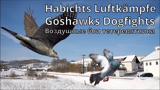 Winter flight of pigeons and violent hawk attacks! Pigeons play with the bird of prey 😜