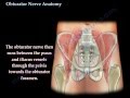 Obturator Nerve Anatomy - Everything You Need To Know - Dr. Nabil Ebraheim
