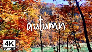 Relaxing Music Set to the Rich Color of Nature in Autumn (4K UHD)