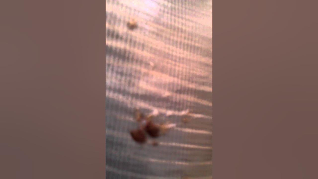 How to Capture Catch and Kill Bed Bugs & Eggs NJ 7323094209 in your