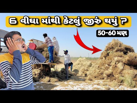 6 વીઘા માંથી કેટલું જીરું થયું હશે ? / જીરું ફુંકણી મા કેવું નીકળું 50 - 60 મણ થયું #farming #2025
