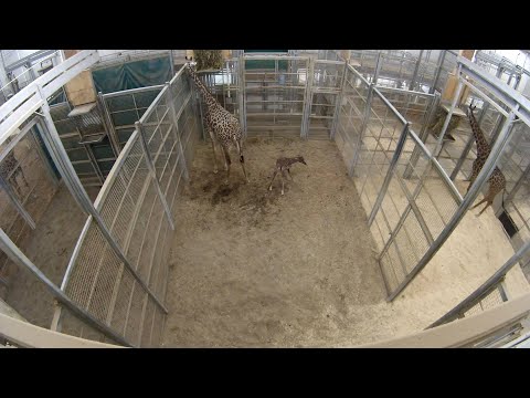 Baby giraffe has