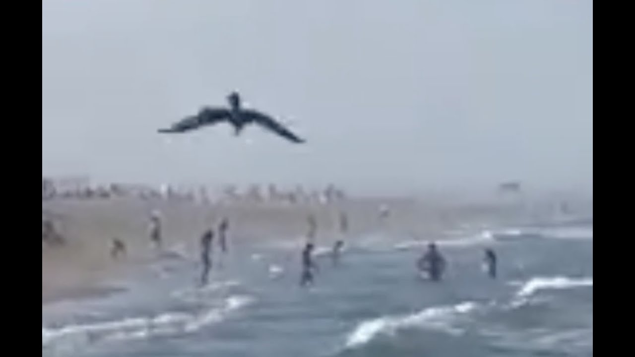 Osprey Dives on Fish in Belmar NJ Captured by Belmar Fishing & Boat