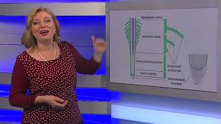 Модуль 2. Рослини. Заняття 3: Корінь - будова, основні функції. Видозміни кореня