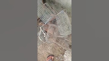 kết quả của Việc thâm bẫy chuột #shorts