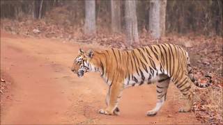 Wildlife of India