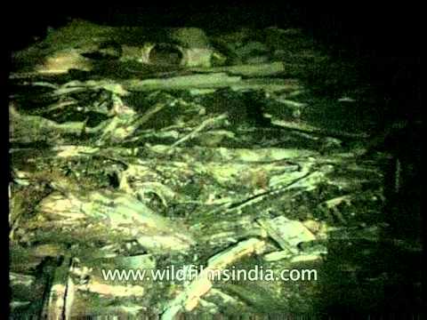 Charkhi dadri mid-air collision photos