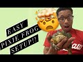 Easy African Bull Frog Setup