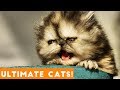 Ultimate FUNNY CAT and KITTEN Compilation of 2018 | Funny Pet Videos