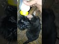 blind puppies (update on the puppies thrown into the mud and infested with maggots)