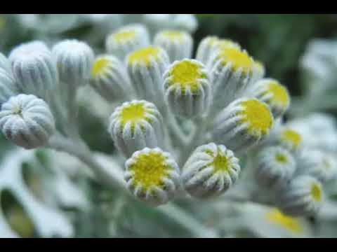 تصویری: مزایای Tansy