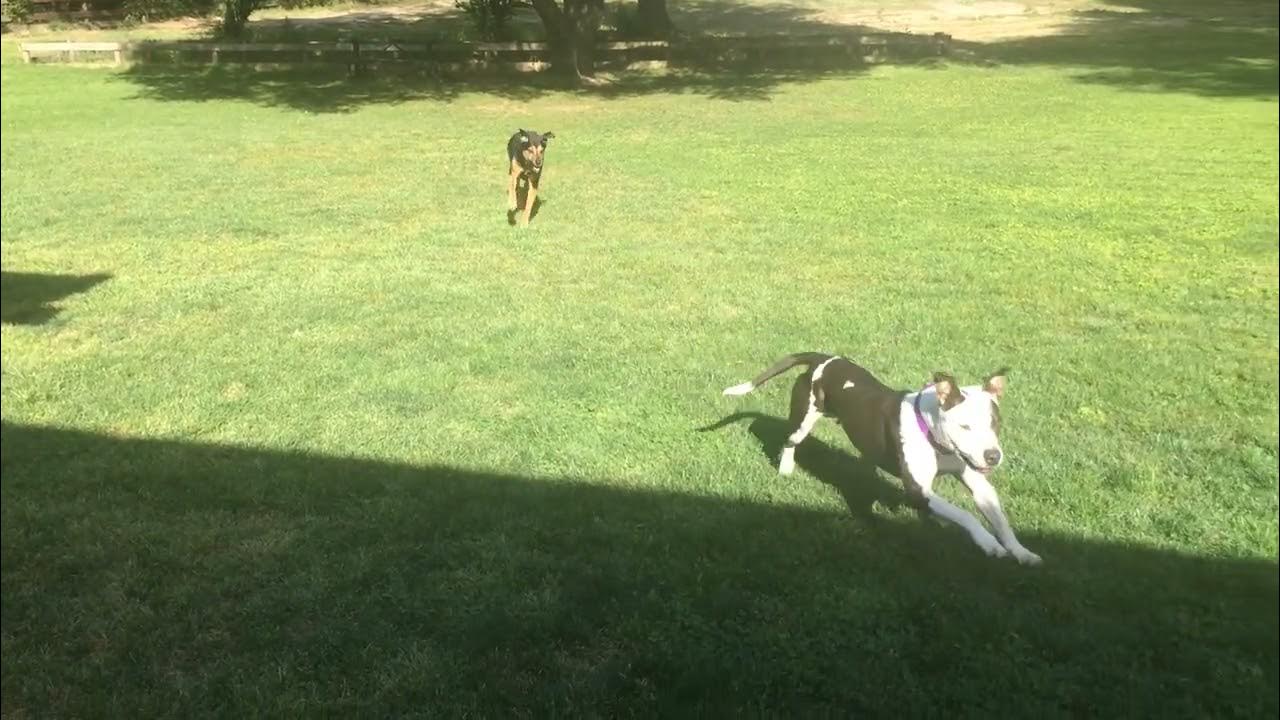 Dogs playing Keep Away 1 YouTube