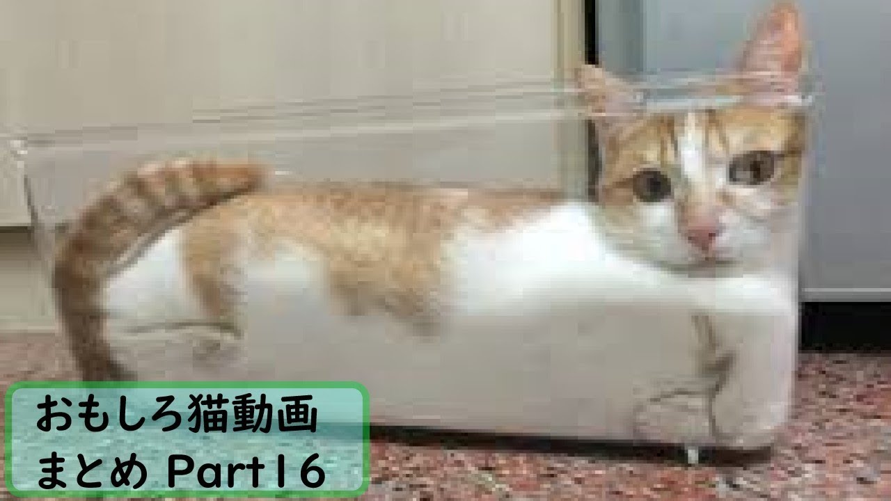 スローガン 悪性の 明確な 猫 の 面白い 画像 Orange English Jp