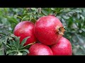 How To Grow And Care Pomegranate Anaar It S All About Care And Fertilizer Tips Grow Pomegranate 