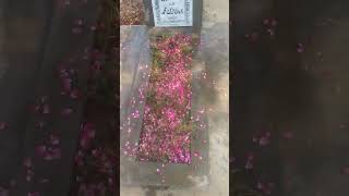 My Father Aakhri Aram Gha Ead Ul Azha Day