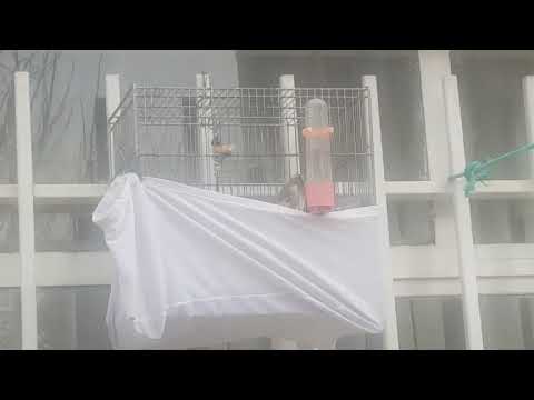   سهره شیرین بخون دهن بلبل