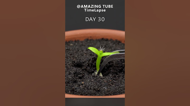 Growing Dragon Fruit Cactus - Time Lapse