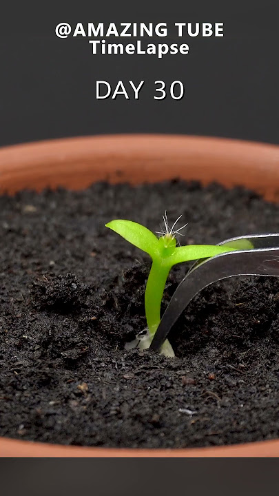 Growing Dragon Fruit Cactus - Time Lapse