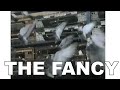 THE FANCY -