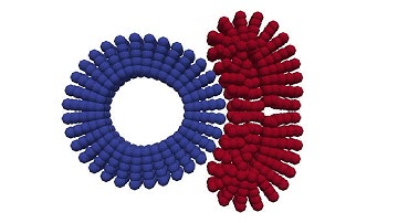 Total Lagrangian SPH Simulation of an Elastoplastic Ring Collision