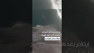 لقطة حميمية نادرة لعجل حوت أحدب يرضع من أمه