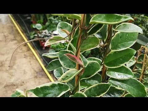 Hoya Krimson Queen
