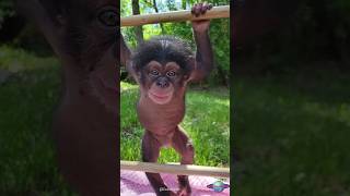 Watch This Baby Chimp Learn To Climb