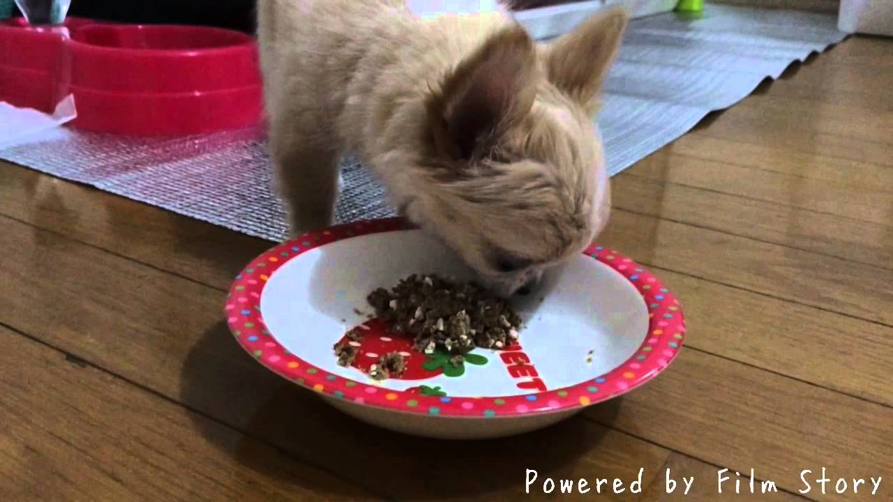 子犬 なんでも 食べる