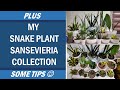 My Sansevieria Collection / Snake Plant Collection